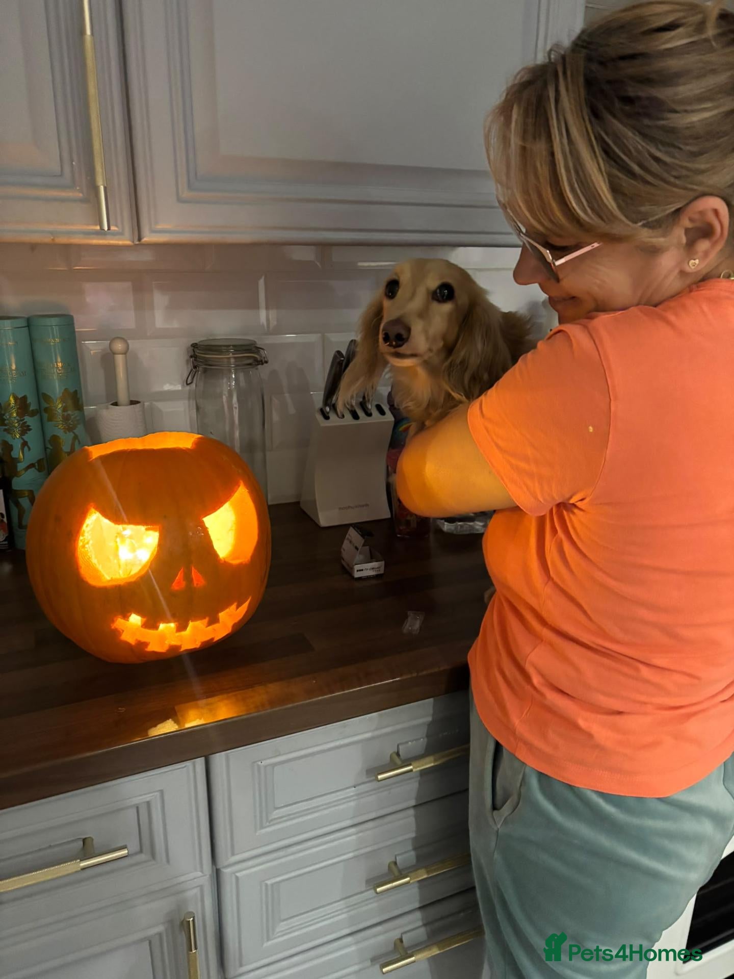 Dachshund dogs for adoption: 🐾 MEET CHARLIE — A GORGEOUS DACHSHUND BOY! 🐾 - Advert 2