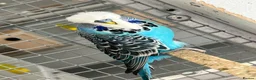 Budgerigars birds for sale: Budgies now available  - Advert 2