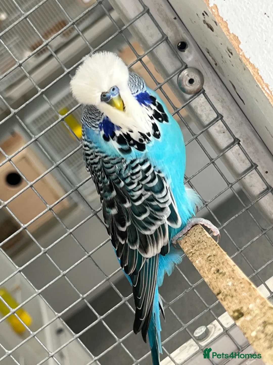 Budgerigars birds for sale: Budgies now available  - Advert 2
