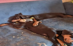 Mixed Breed dogs for sale: Doberman X Labrador puppies  - Image 5