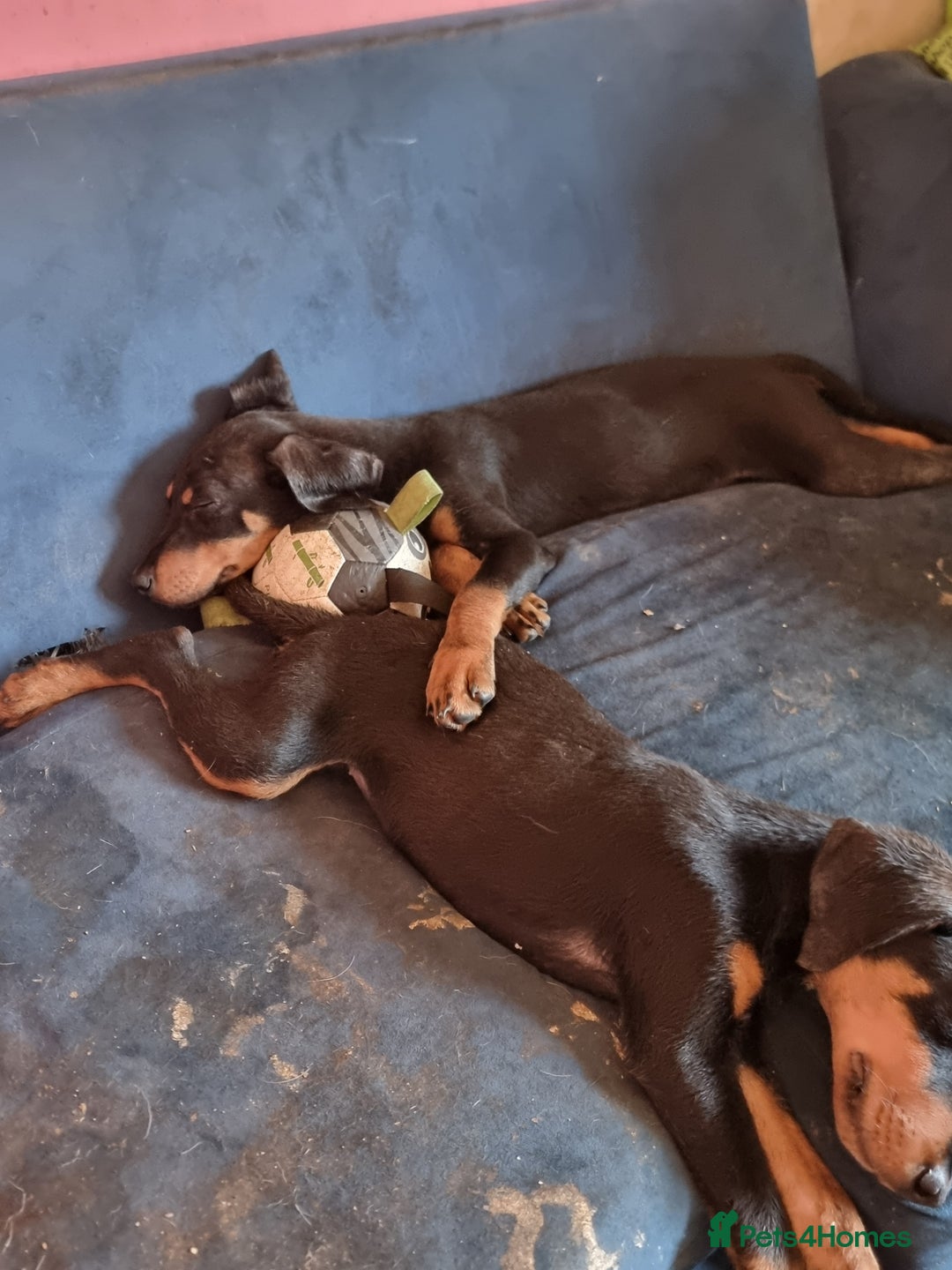 Mixed Breed dogs for sale: Doberman X Labrador puppies  - Image 5