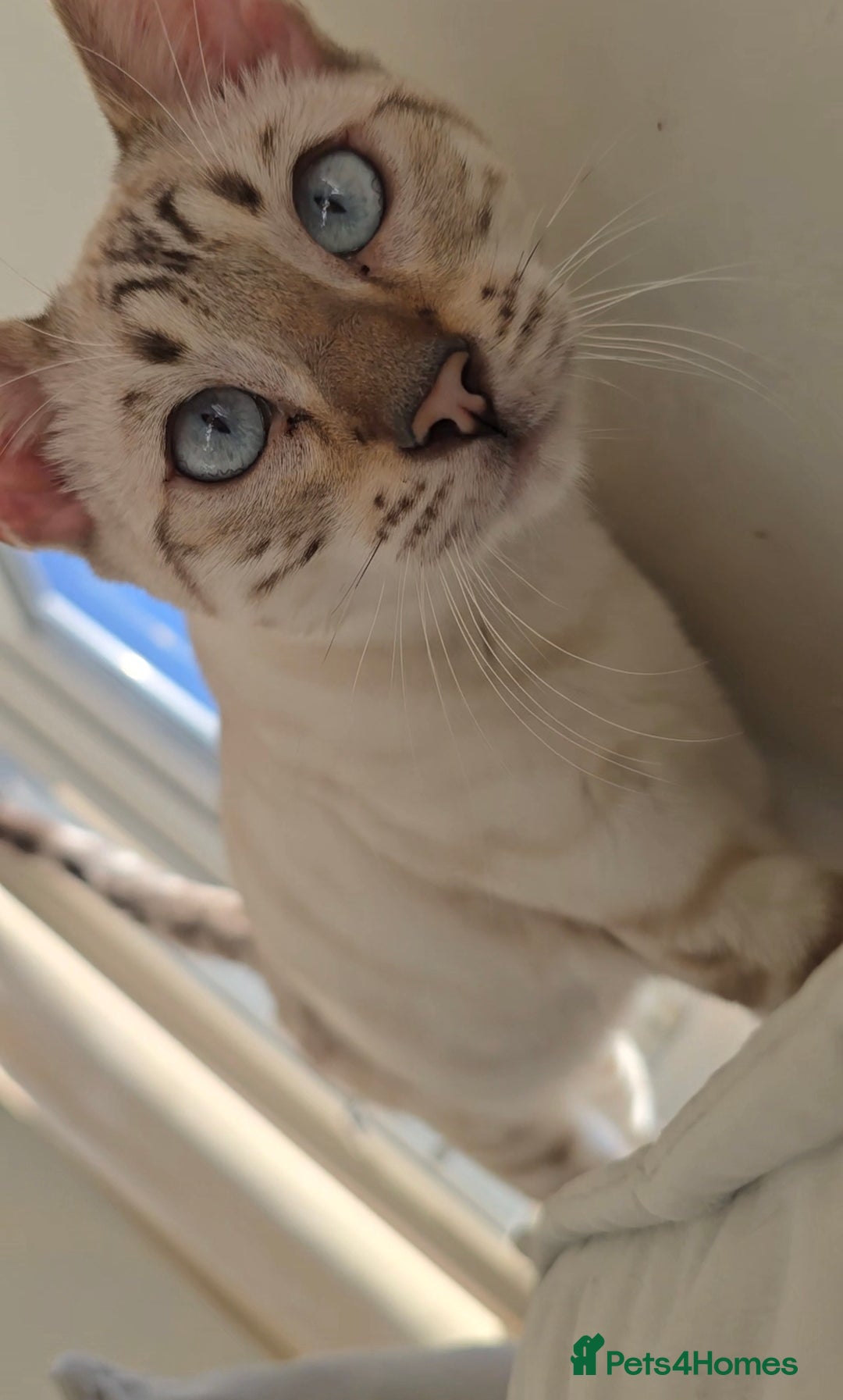 Bengal cats for sale: ✨ Planned Litter – Luxury Snow Bengals | Spring ✨ - Advert 14