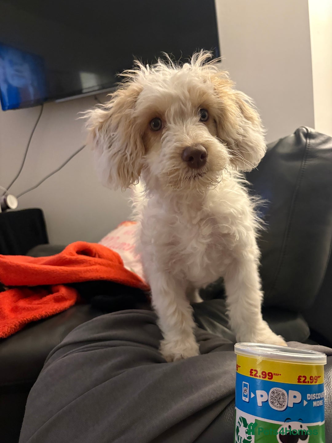 Mixed Breed dogs for sale: Springerpoo puppy  - Advert 2