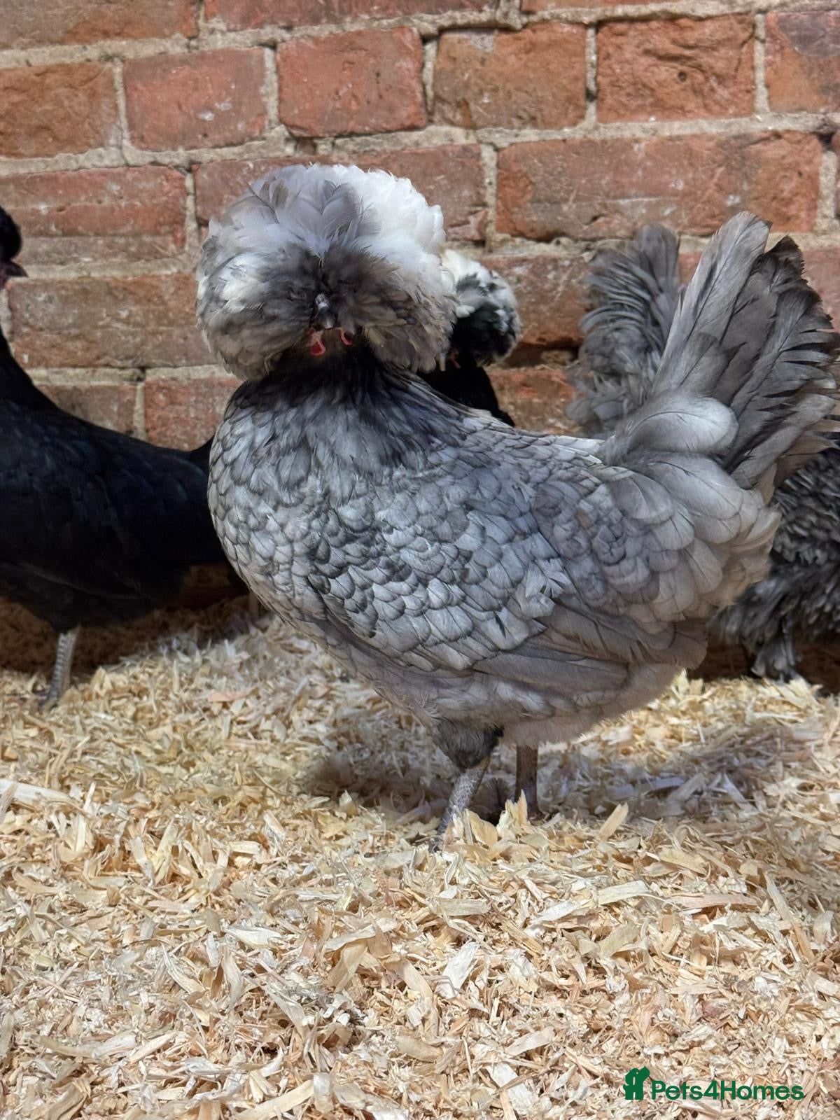 Chickens poultry Polish chickens available  - Advert 1
