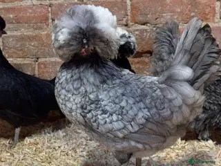 Chickens poultry Polish chickens available - Advert 1