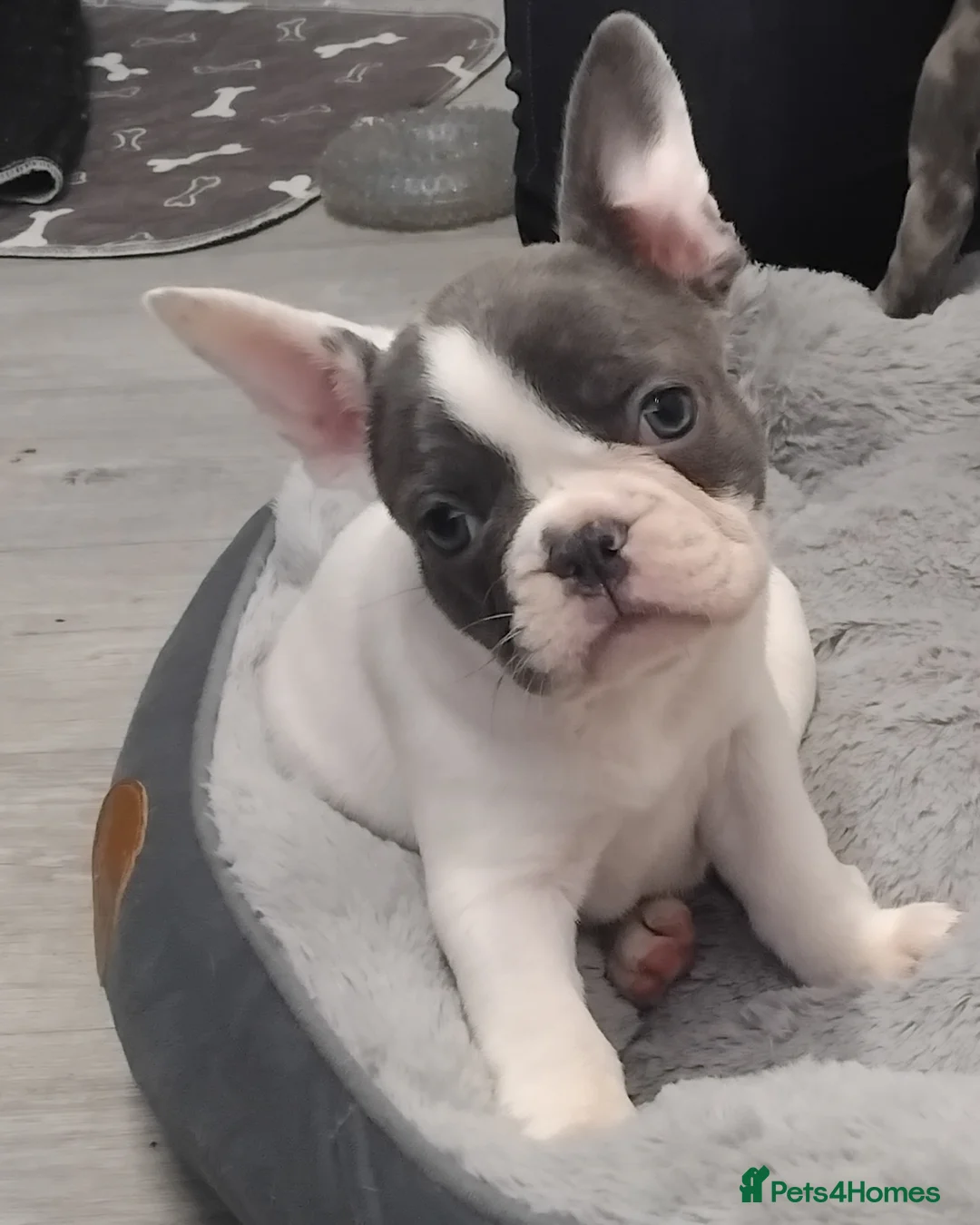 French Bulldog dogs for sale: Beautiful French bulldog pups - Advert 10