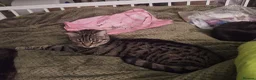 Domestic Shorthair cats for sale: Playful spotted tabby neutered, chipped vaccinated - Advert 9
