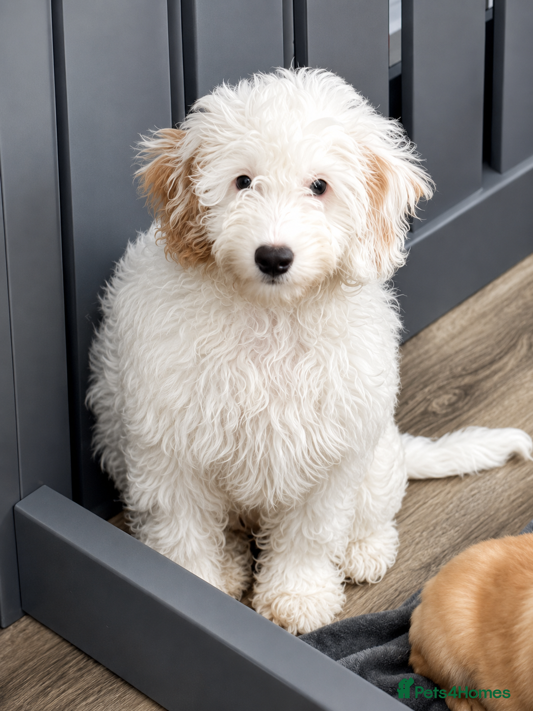 Cavapoo dogs Last 2 🎀 F1b Cavapoo’s 🎀  puppies both vaccines  - Advert 2