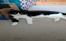 Mixed Breed cats for sale: 2x playful, gorgeous male kitten's for sale  - Image 14