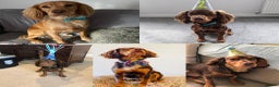 Cocker Spaniel dogs for stud: Choc & tan health tested working cocker in Doncaster - Advert 18