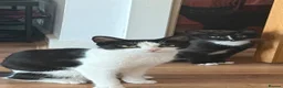 Mixed Breed cats for sale: British Short Hair X DSH - Advert 7