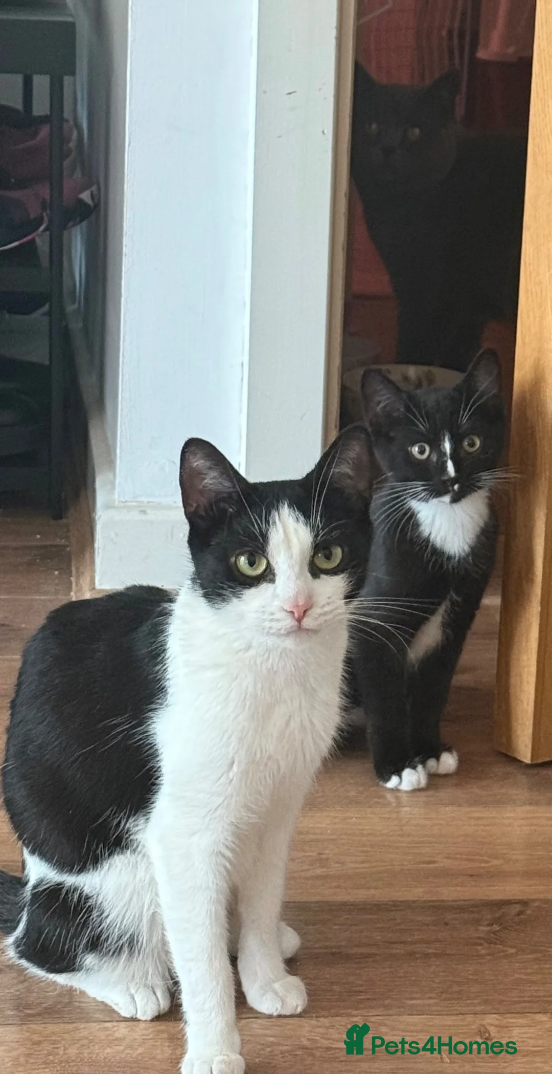 Mixed Breed cats for sale: British Short Hair X DSH - Advert 7