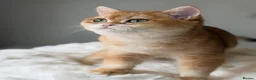 British Shorthair cats for sale: British Shorthair Golden kittens  - Advert 32