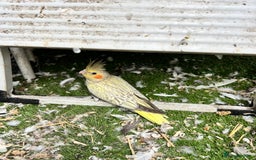 Cockatiels birds for sale: Baby lorrekeet £300 /cockatiels £80 each  - Image 10