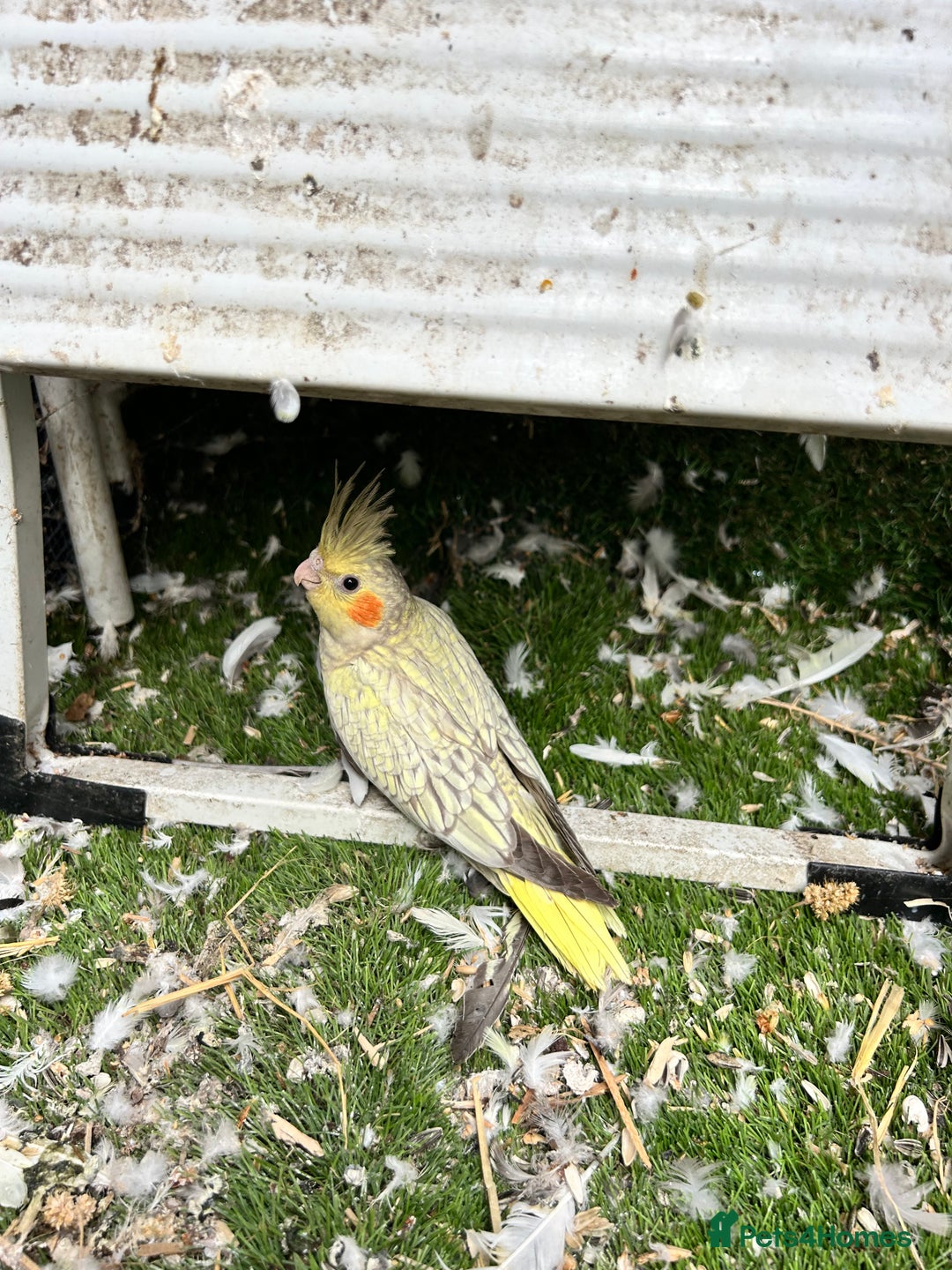 Cockatiels birds for sale: Baby lorrekeet £300 /cockatiels £80 each  - Image 10
