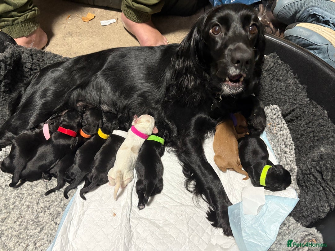 Cockalier dogs for sale: Cocker spaniel x Cavalier King Charles ( Cockalier - Advert 1