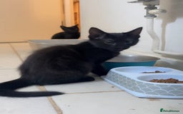 Mixed Breed cats for sale: 2 female black kittens and a tabby male  - Image 1