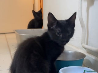 Mixed Breed cats - Advert 15