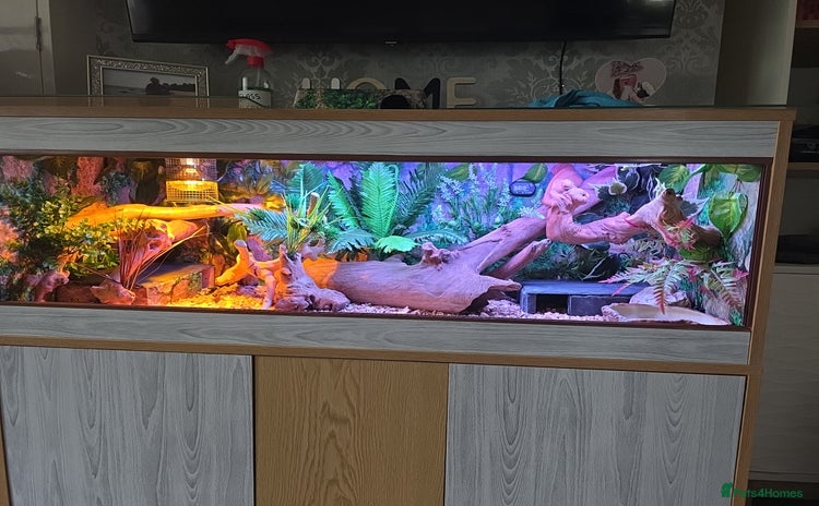 Python Snake reptiles - Advert 7