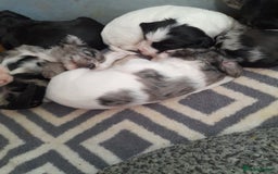 Sprocker dogs for sale: Gorgeous Sprocker pups.  - Image 12