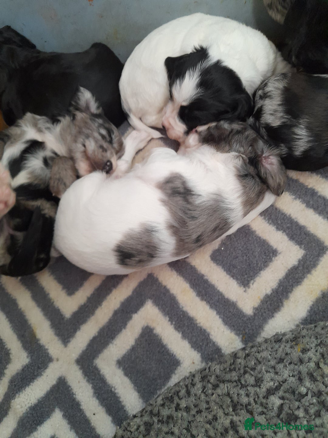 Sprocker dogs for sale: Gorgeous Sprocker pups.  - Image 12