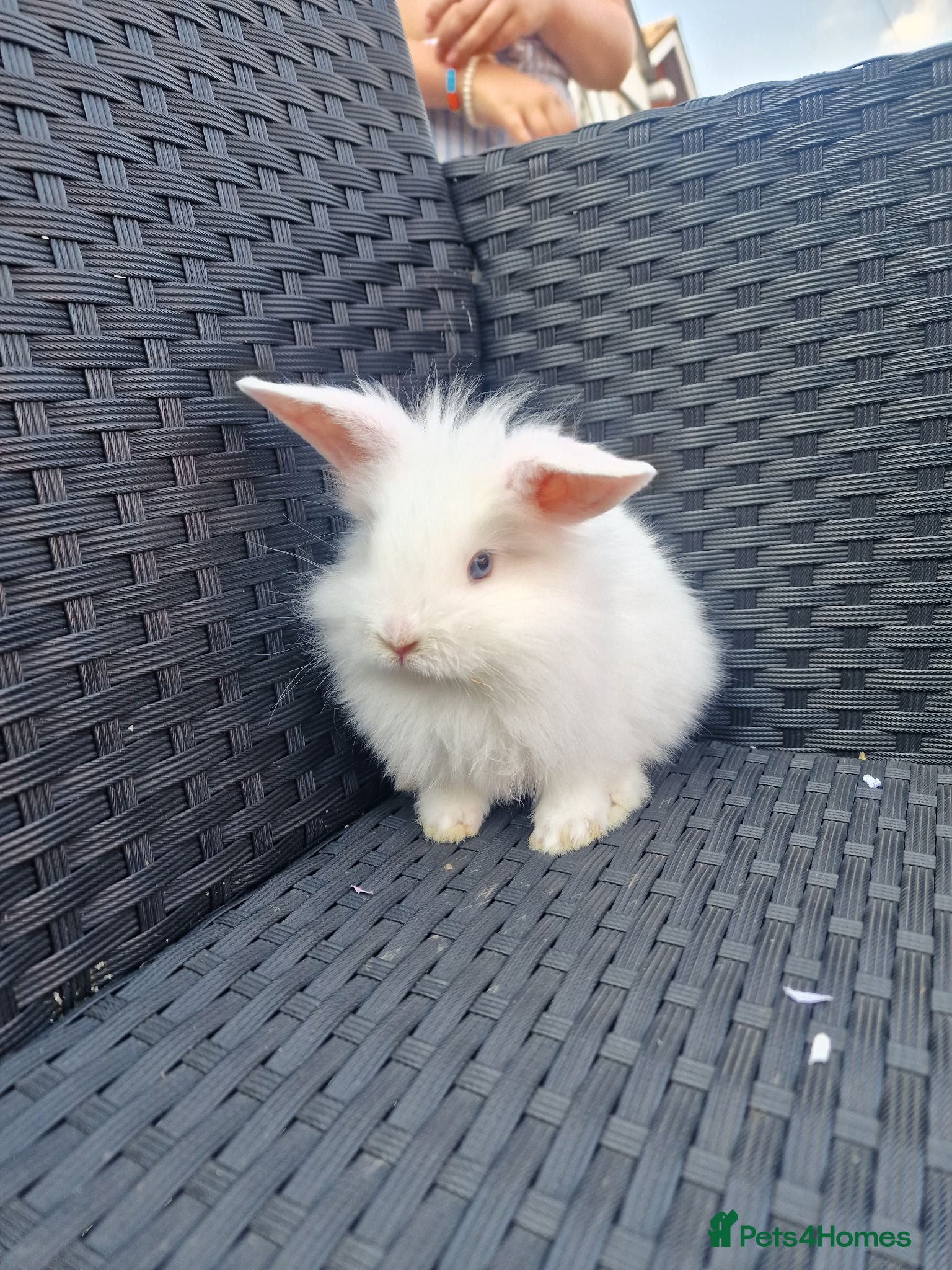 Mixed Breed rabbits Lion head mixed breed baby bunny forsale  - Advert 16
