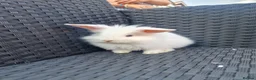 Mixed Breed rabbits for sale: Sold  - Advert 1