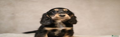 Cocker Spaniel Puppy 7
