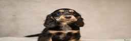 Cocker Spaniel dogs for sale: Beautiful litter of KC reg show type cockers  - Advert 17