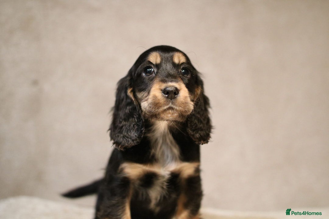 Cocker Spaniel dogs for sale: Beautiful litter of KC reg show type cockers  - Advert 17
