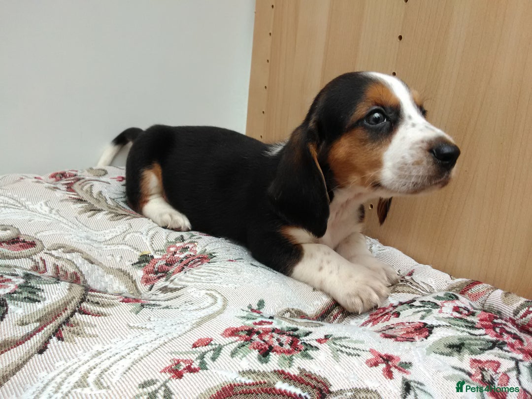 Basset Hound dogs for sale: Basset hound pups  - Image 2