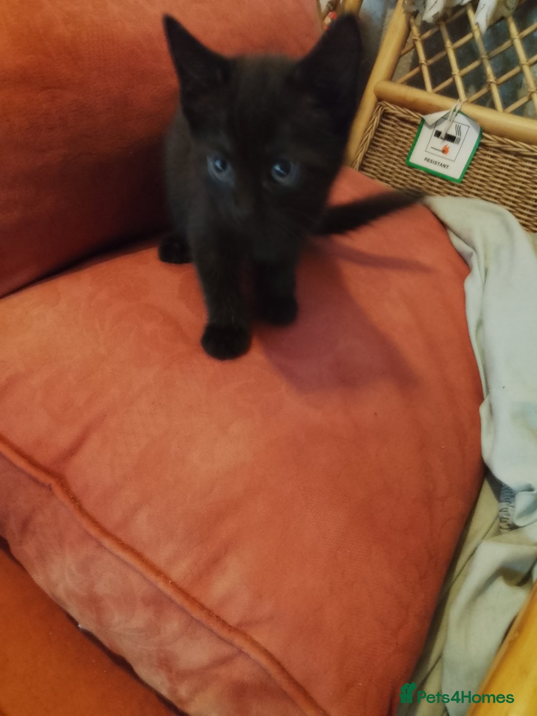 Mixed Breed cats for sale: Kittens for sale - Image 2