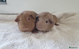Guinea Pig rodents for sale: Two pet sow guinea pigs for sale £55 for the pair - Image 1