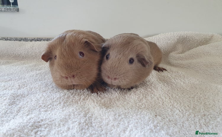 Guinea Pig rodents - Advert 1