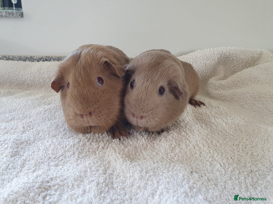Guinea Pig rodents for sale: Two pet sow guinea pigs for sale £55 for the pair - Image 1