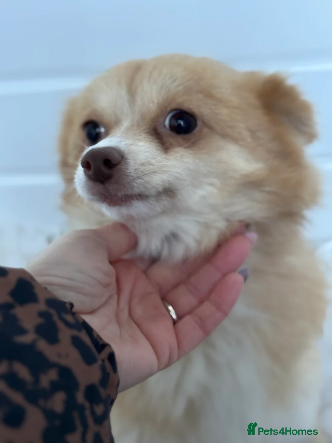 Pomapoo dogs for sale: F1 Pomapoo - Advert 3