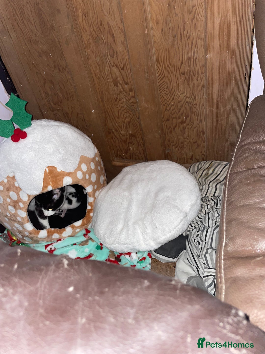 Mixed Breed cats for sale: Beautiful kittens  - Advert 21