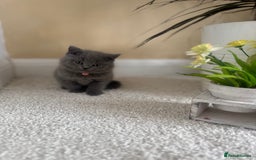 British Shorthair cats for sale: GCCF chunky blue British shorthair kittens😻🐾 - Image 16