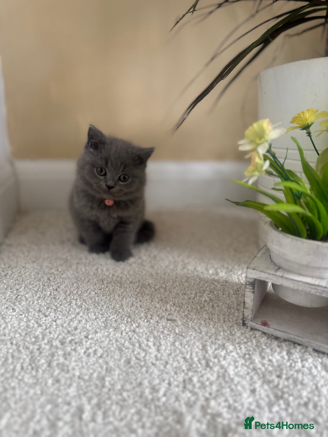 British Shorthair cats for sale: GCCF chunky blue British shorthair kittens😻🐾 - Image 16