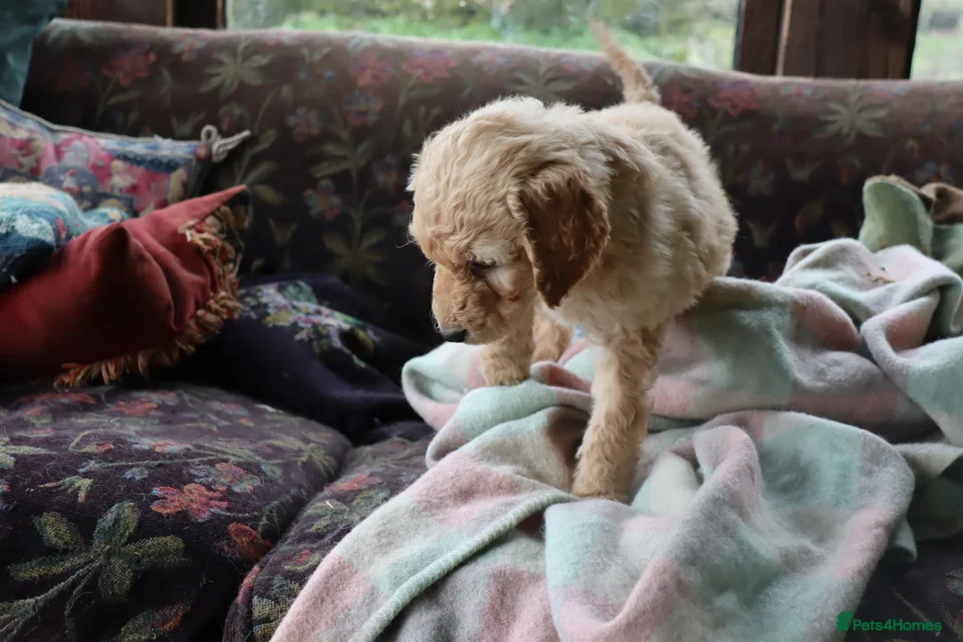 Labradoodle dogs for sale: F3 Labradoodle Puppies Licenced Breeder - Image 23