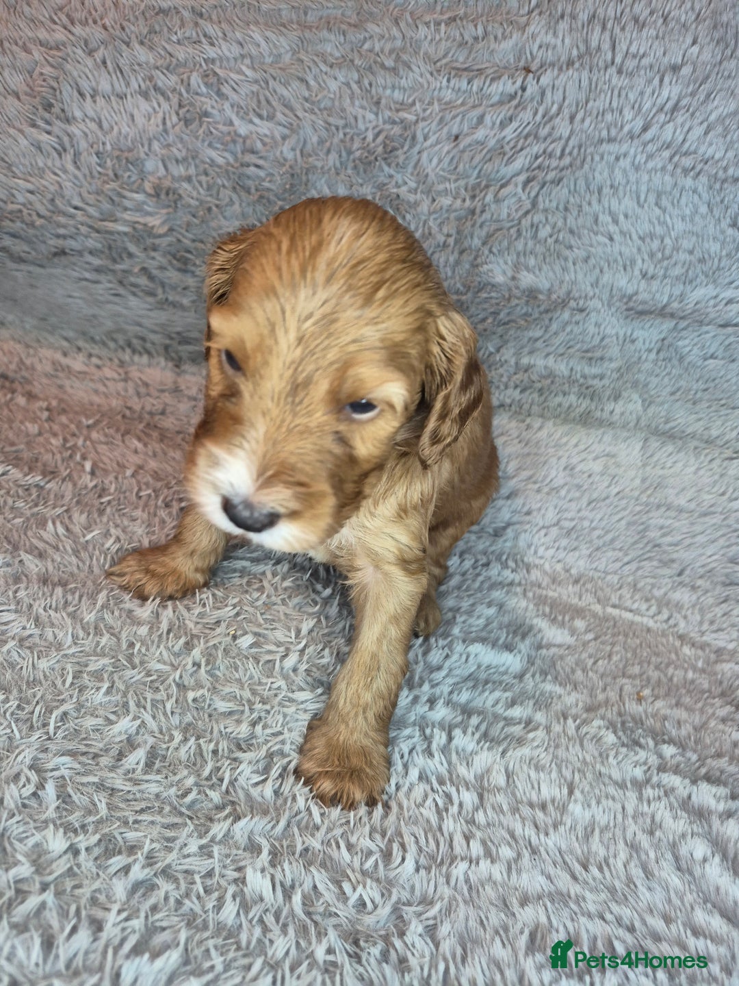 Irish Doodle dogs for sale: Toy Irish Doodle Puppies For Sale  - Image 22