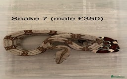 Boa Snake reptiles for sale: ✨ Stunning Red Tailed Suriname Boa’s (BCC) ✨ - Image 10
