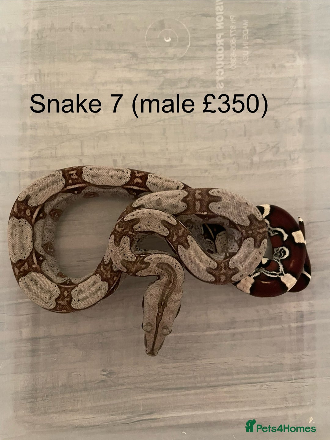 Boa Snake reptiles for sale: ✨ Stunning Red Tailed Suriname Boa’s (BCC) ✨ - Image 10