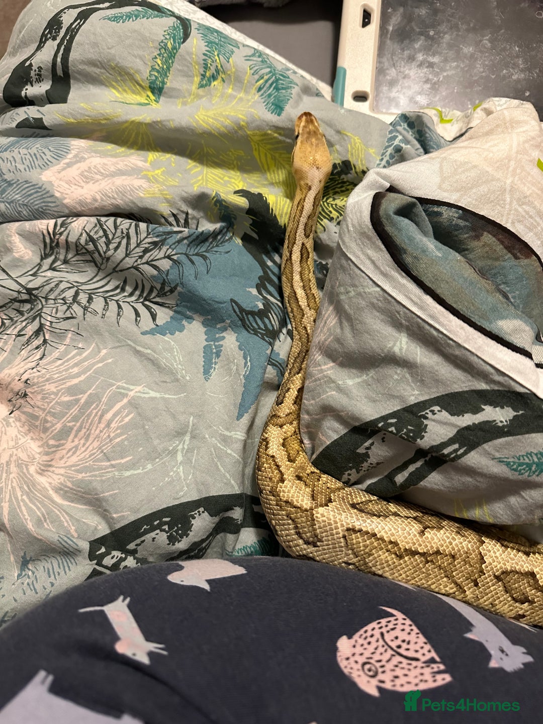 Python Snake reptiles for sale: Beautiful ball python and tank - Image 2
