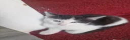 American Shorthair cats for sale: One kittens left for sale ready to go now  in Middlesbrough - Advert 2