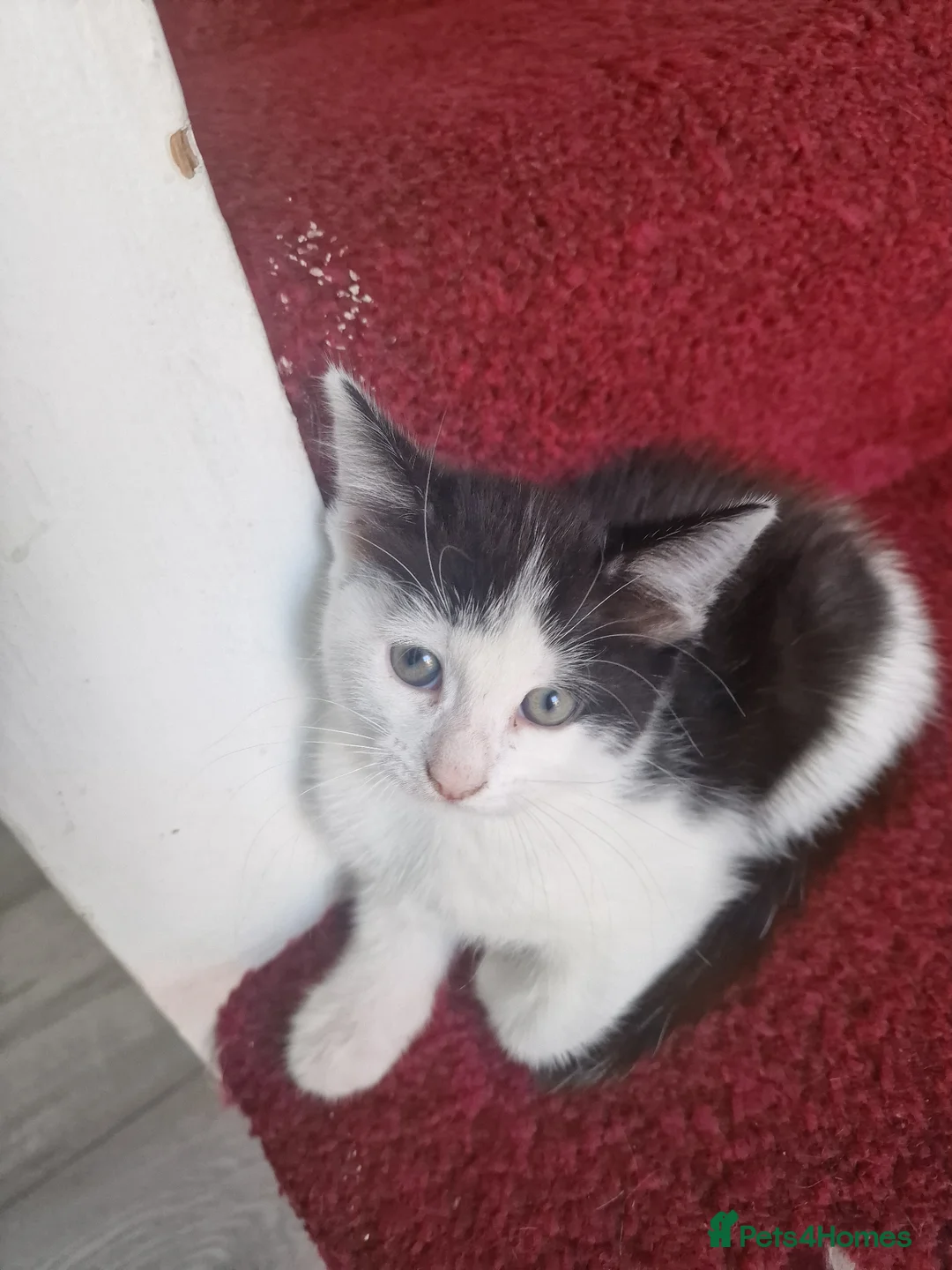 American Shorthair cats for sale: One kittens left for sale ready to go now  in Middlesbrough - Advert 2