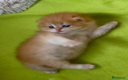 British Shorthair cats for sale: ✨Show quality Golden British Shorthair babies ✨ - Image 5