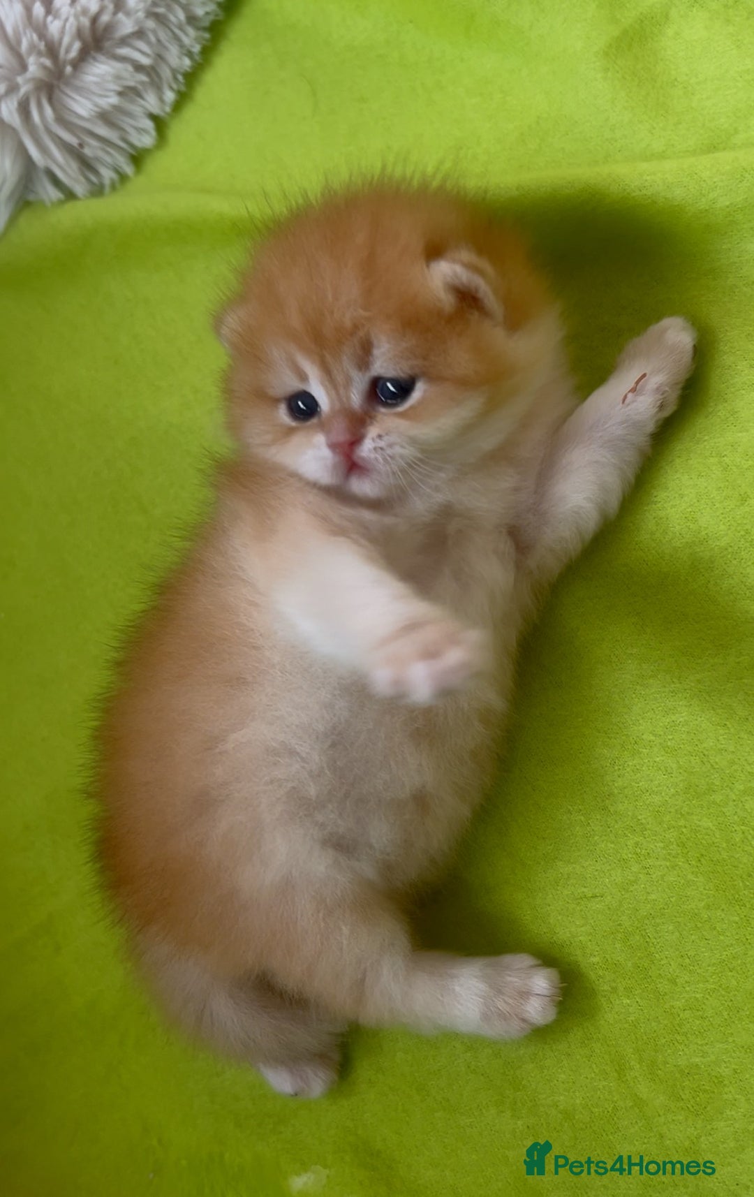 British Shorthair cats for sale: ✨Show quality Golden British Shorthair babies ✨ - Image 5