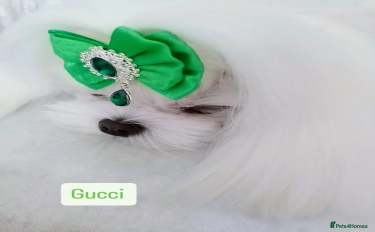 Maltese dogs - Advert 1