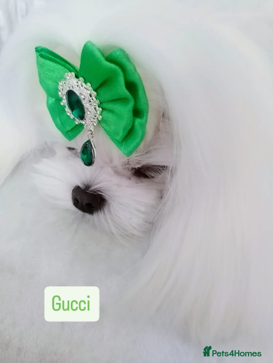 Maltese dogs for stud: ❤️health tested Tiny Korean Maltese boy❤️ - Image 10